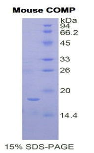 Figure 1. SDS-PAGE