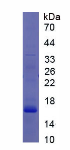 Figure 1. SDS-PAGE