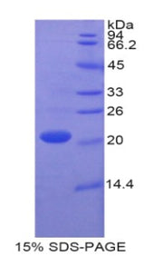 Figure 1. SDS-PAGE