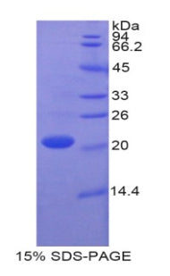 Figure 1. SDS-PAGE