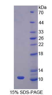 Figure 1. SDS-PAGE