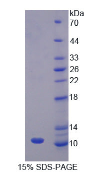 Figure 1. SDS-PAGE