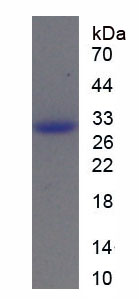 Figure 1. SDS-PAGE