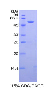 Figure 1. SDS-PAGE