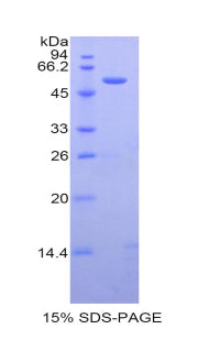 Figure 1. SDS-PAGE