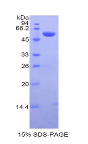 Figure 1. SDS-PAGE