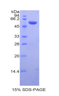 Figure 1. SDS-PAGE