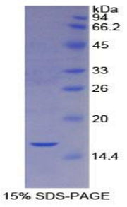 Figure 1. SDS-PAGE