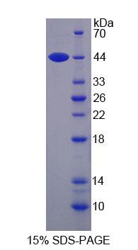 Figure 1. SDS-PAGE