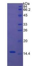 Figure 2. SDS-PAGE