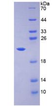 Figure 2. SDS-PAGE