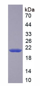 Figure 1. SDS-PAGE