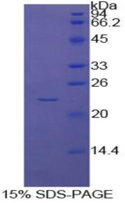 Figure 1. SDS-PAGE