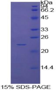 Figure 1. SDS-PAGE