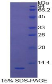 Figure 1. SDS-PAGE