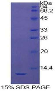 Figure 1. SDS-PAGE