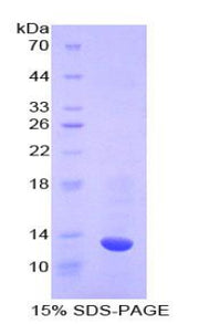 Figure 1. SDS-PAGE