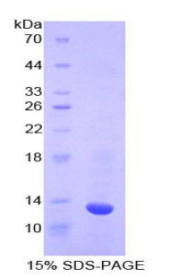 Figure 1. SDS-PAGE