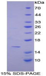 Figure 1. SDS-PAGE