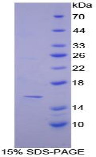 Figure 1. SDS-PAGE