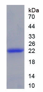 Figure 1. SDS-PAGE
