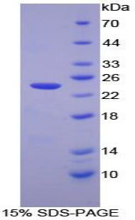 Figure 1. SDS-PAGE