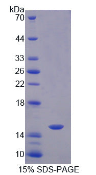 Figure 1. SDS-PAGE