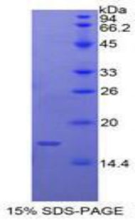 Figure 1. SDS-PAGE