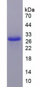Figure 2. SDS-PAGE