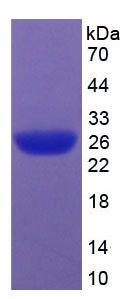 Figure 2. SDS-PAGE