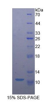 Figure 1. SDS-PAGE