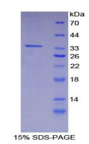 Figure 1. SDS-PAGE