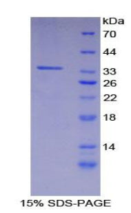 Figure 1. SDS-PAGE