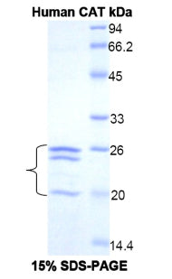 Figure 1. SDS-PAGE