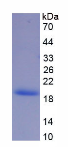 Figure 1. SDS-PAGE