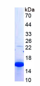 Figure 1. SDS-PAGE