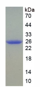 Figure 1. SDS-PAGE