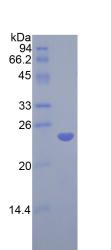 Figure 2. SDS-PAGE