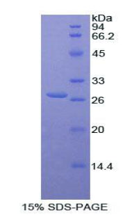 Figure 1. SDS-PAGE