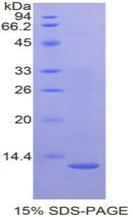 Figure 1. SDS-PAGE