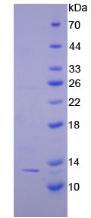 Figure 2. SDS-PAGE