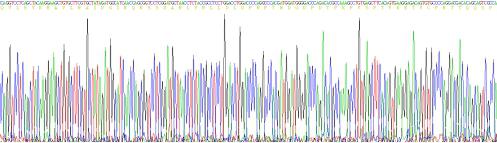 Recombinant Human Cathelicidin Antimicrobial Peptide (CAMP)