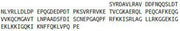 Recombinant Cathelicidin Antimicrobial Peptide (CAMP), RPU40708