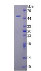 Figure 2. SDS-PAGE