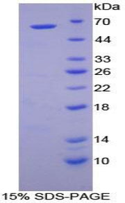 Figure 1. SDS-PAGE