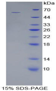 Figure 1. SDS-PAGE