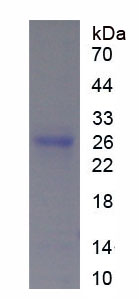Figure 1. SDS-PAGE