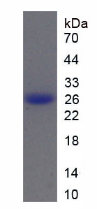 Figure 1. SDS-PAGE
