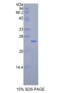 Figure 1. SDS-PAGE