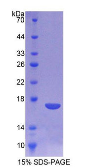 Figure 1. SDS-PAGE